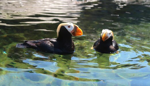 Antarctica beak poultry