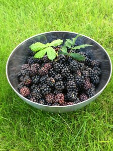 Blackberry höstskörd nature