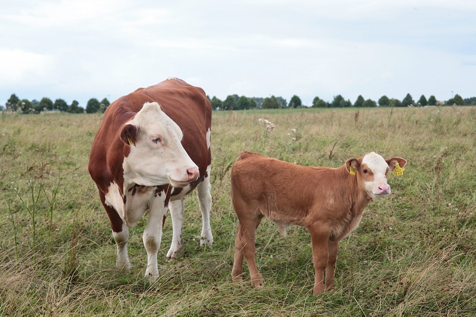 Pasture calf bauer