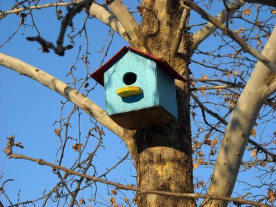 Bird bird house tree photo