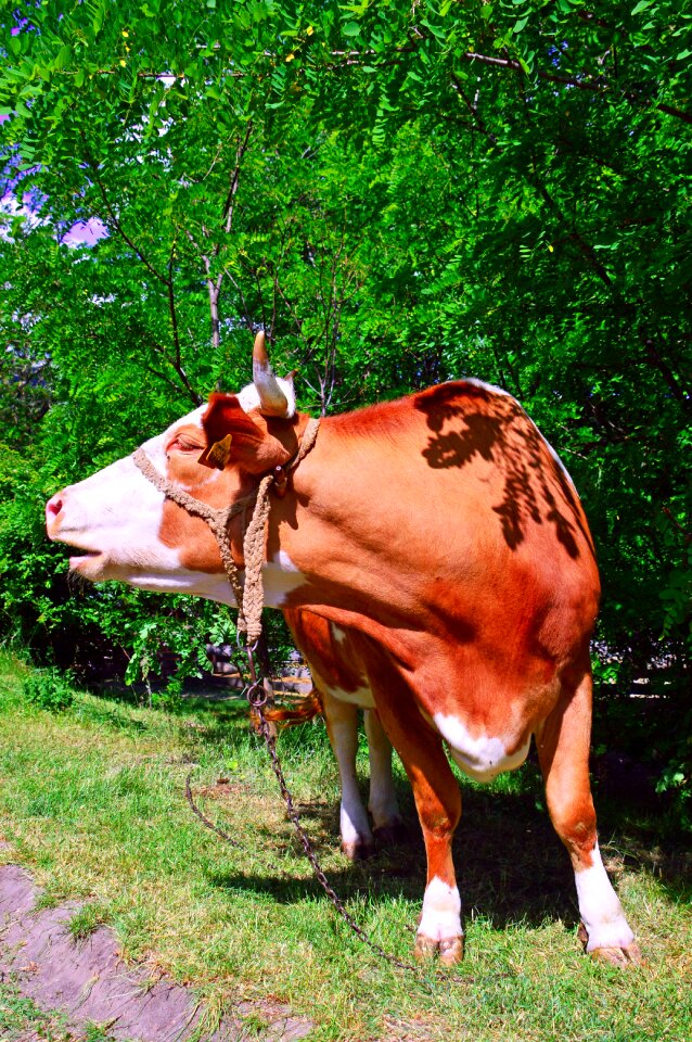 Milk spotted ungulates