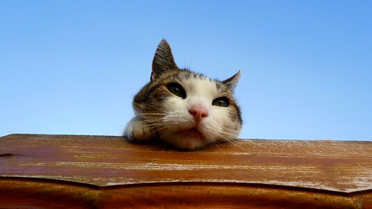 Eyes portrait domestic cat