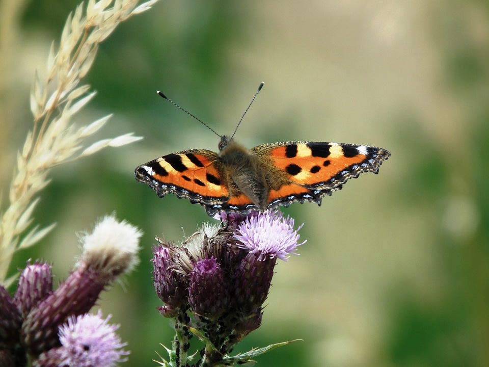 Wing butterflies brown