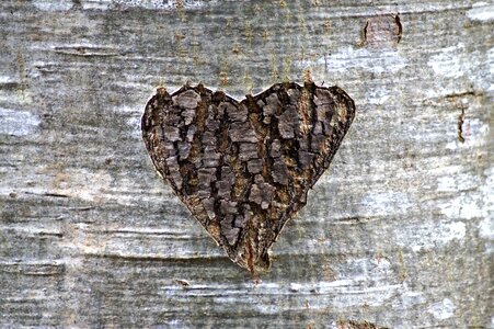 Tree birch bark photo