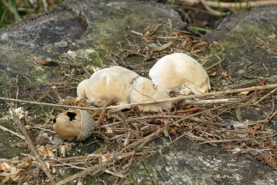 Forest floor tree stump white