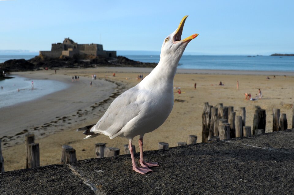 Bird sea beach