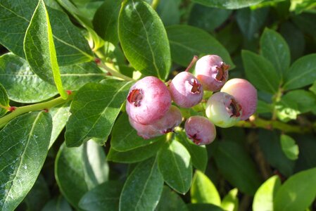 Fruit garden bush