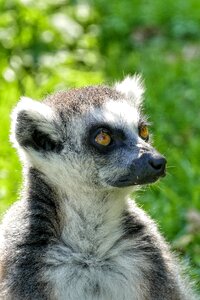 Mammal madagascar fur