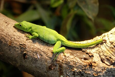 Animal lizard green photo