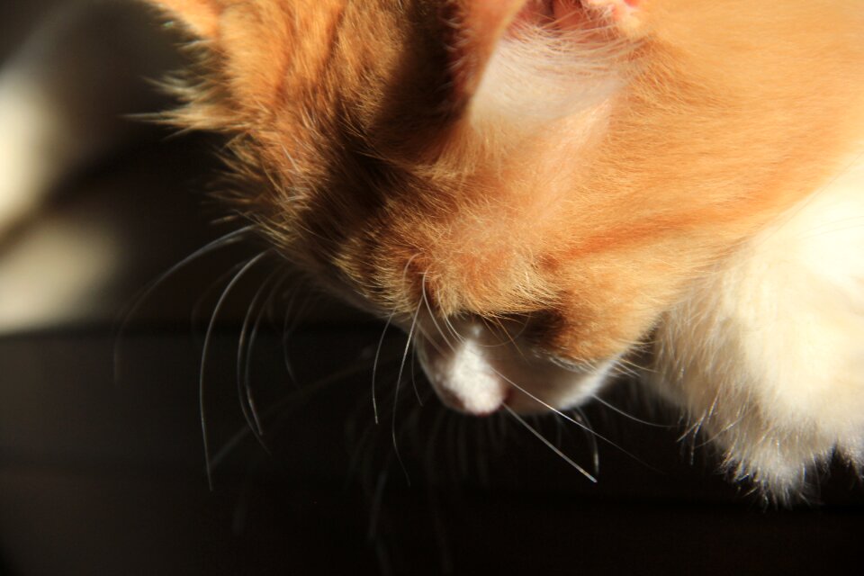 Pet animals fluffy