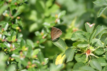 Butterfly nature summer
