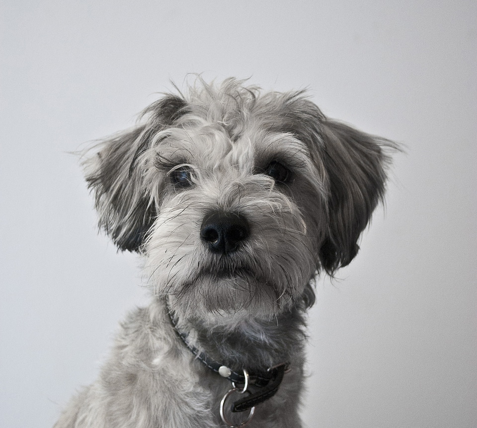 Faithful happy male