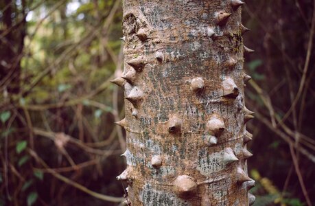 Wood tree shell photo
