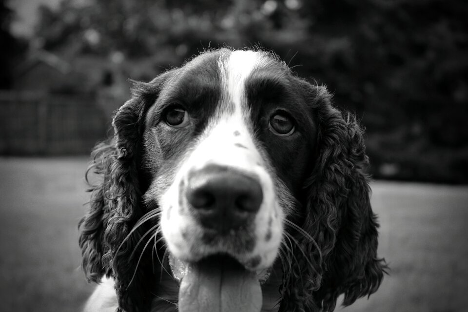 Canine young springer