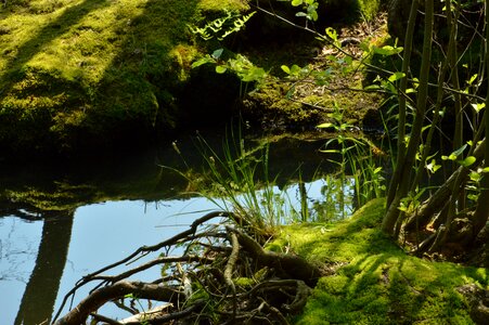 Forest sun light