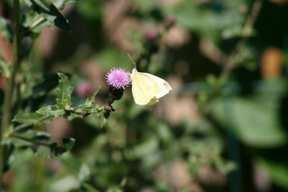 Butterfly nature summer