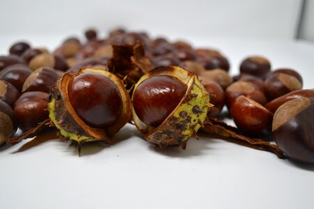 Chestnut nut nature