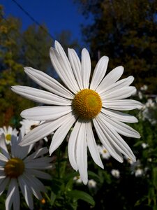 Daisy white autumn