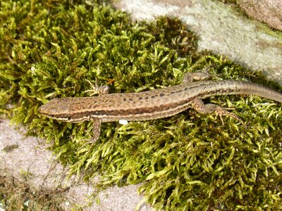 Lizard moss reptile