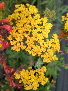 Bloom plant composition photo