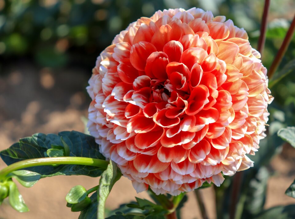 Nature garden flora