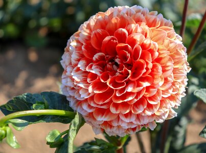 Nature garden flora