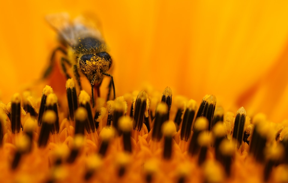 Pollen orange nectar