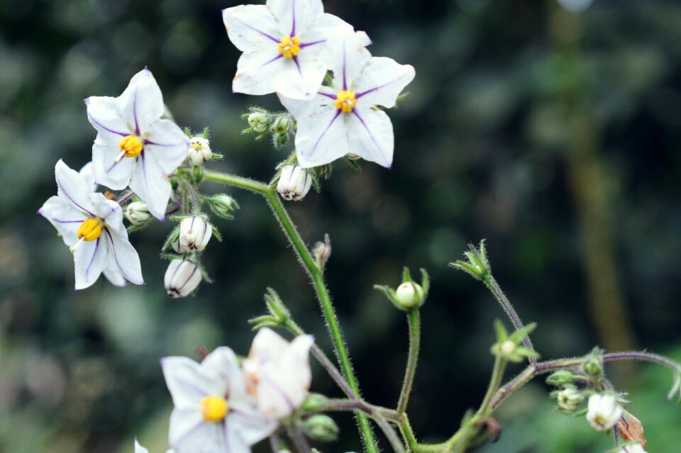 Nature flowers beautiful