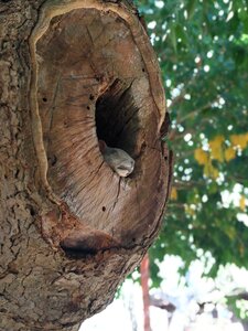Nest pa cavity