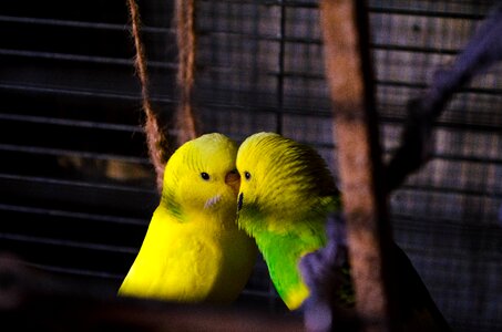 Parrot birds exotic