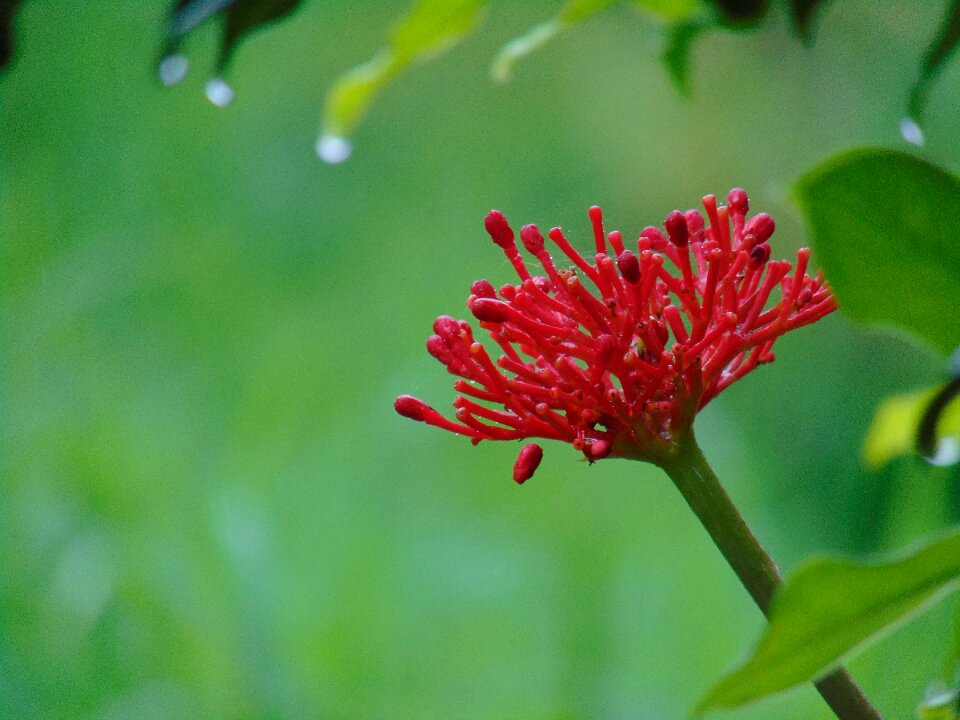 Monteverde costa rica flower