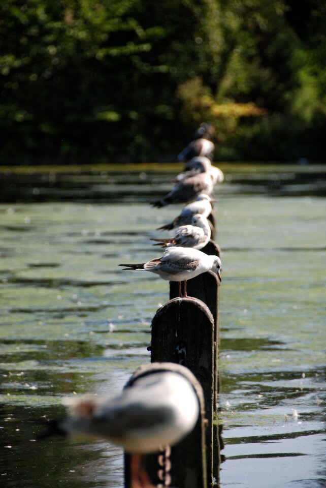 Row nature lake