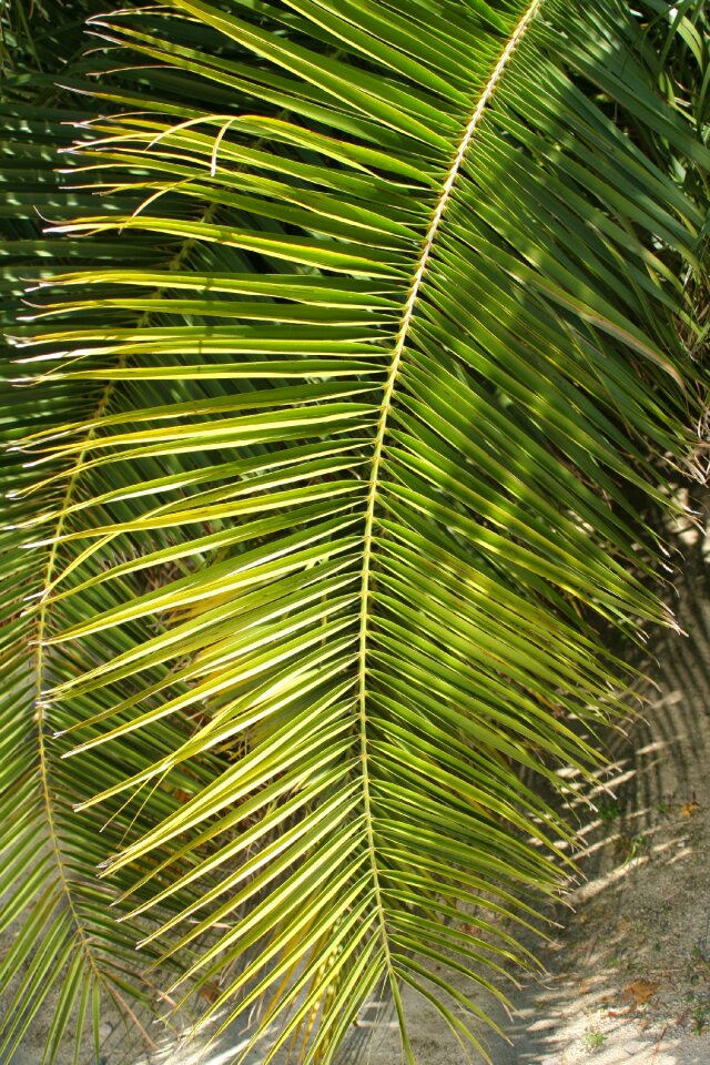 Nature tropic plants