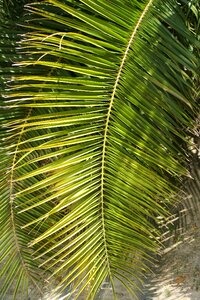 Nature tropic plants