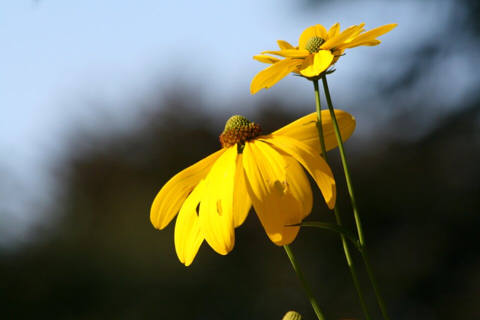 Yellow coneflower petals