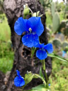 Plant petals botany