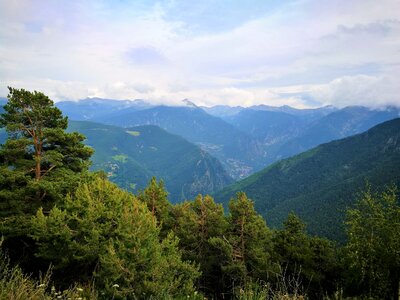 Nature pyrenees pine photo