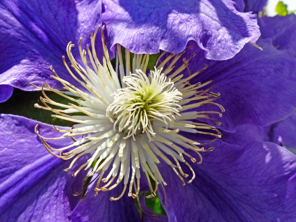 Bloom close up violet photo