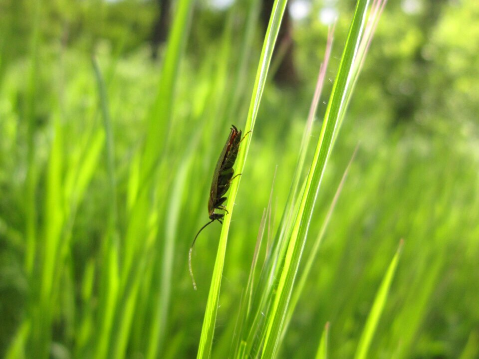 Bug green grass
