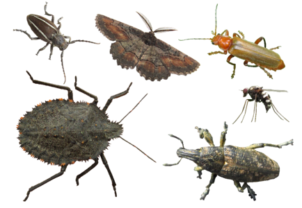 Bug bugs isolated photo