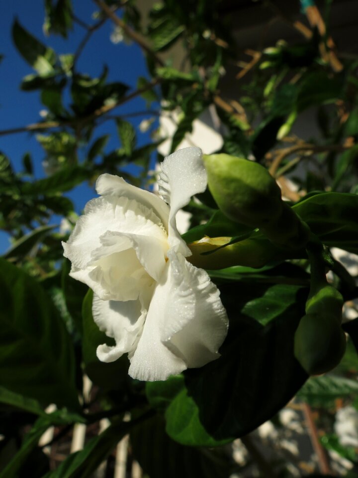 Summer floral tender