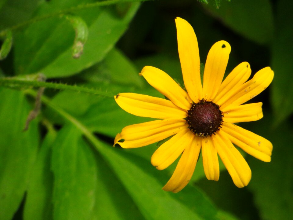 Bloom yellow blossom