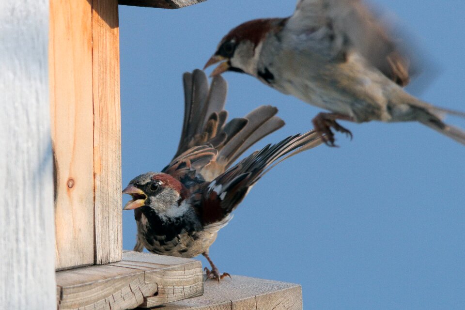 Sperling dispute aviary