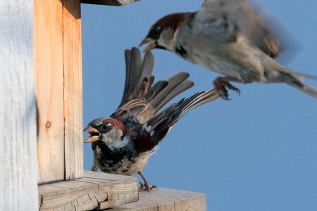 Sperling dispute aviary