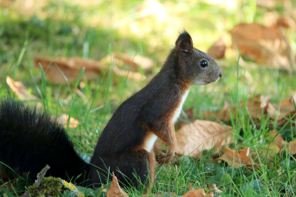 Brown cute sit