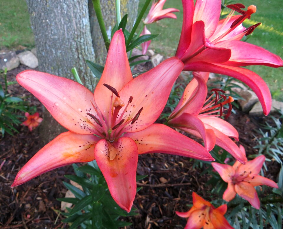 Flower nature blossom