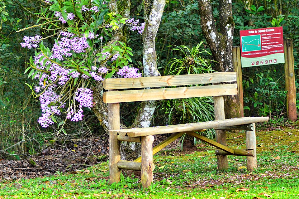 Nature wood romantic