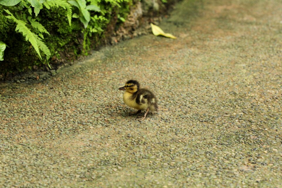 Ducklings papilliorama away