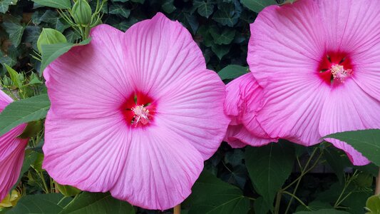 Large flowers garden