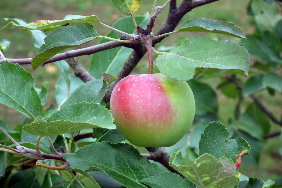Mature nature tree